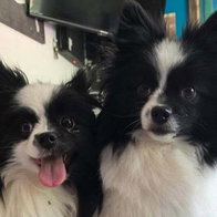 Dogs from the Ace shelter