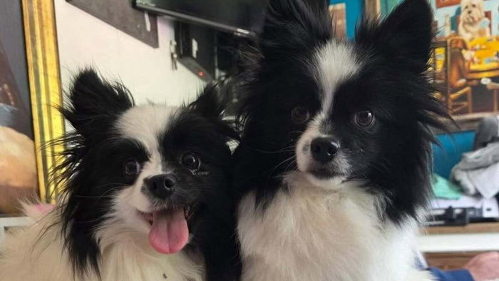 Dogs from the Ace shelter