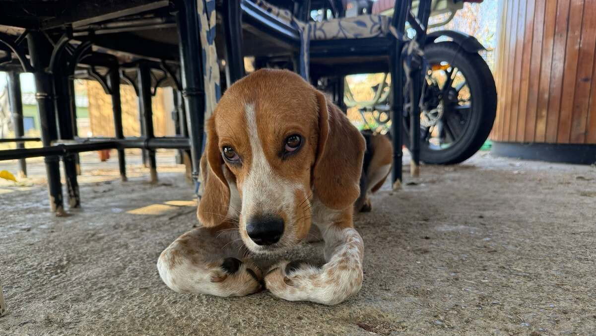 Your new best friend could be waiting for you at this meet and greet in San Pedro
