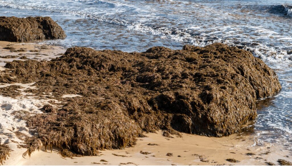 Costa del Sol councils battle record invasion of Asian seaweed as thousands of tonnes wash ashore