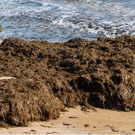 Asian seaweed