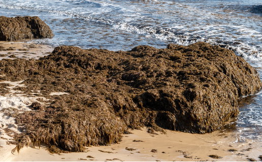 Asian seaweed