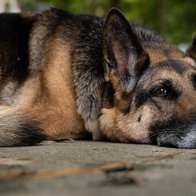 German Shepher