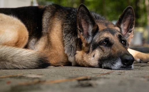 German Shepher