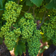Grape vine in a vineyard in Spain