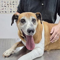 Greta, the rescue dog.