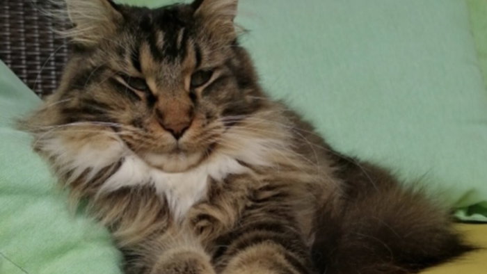 Meet Obi, who likes occasional company.