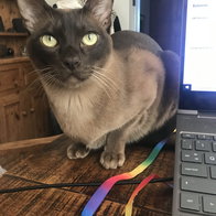 Talisker, the cat.