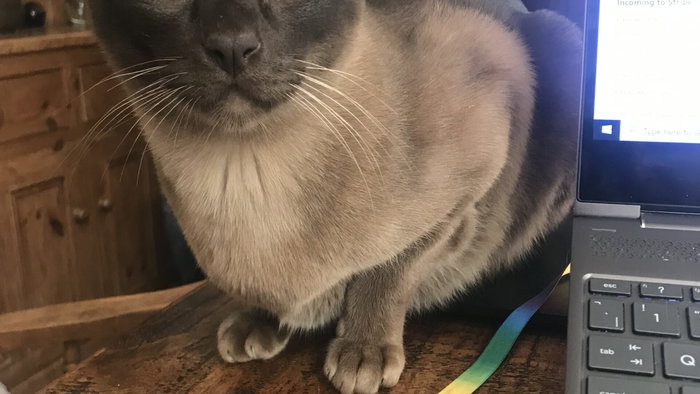 Talisker, the cat.