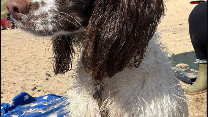 Mabel is one of the dogs whose owners have asked us to find dog-sitters.