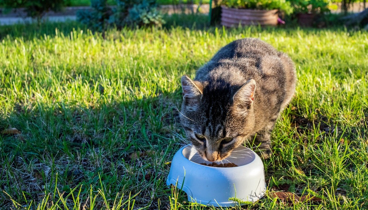 Manilva adds cat stations, fines for unauthorised feeding