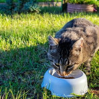 Cat feeding station
