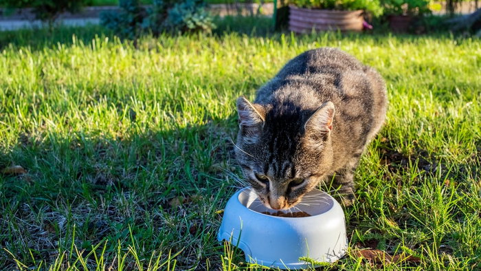 Cat feeding station