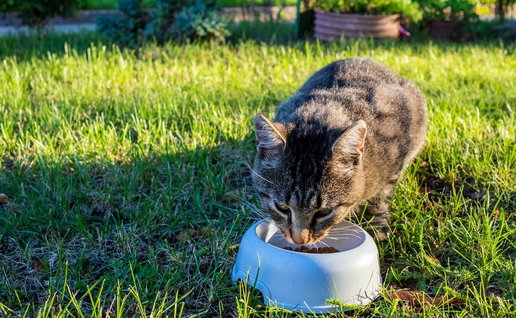 Cat feeding station
