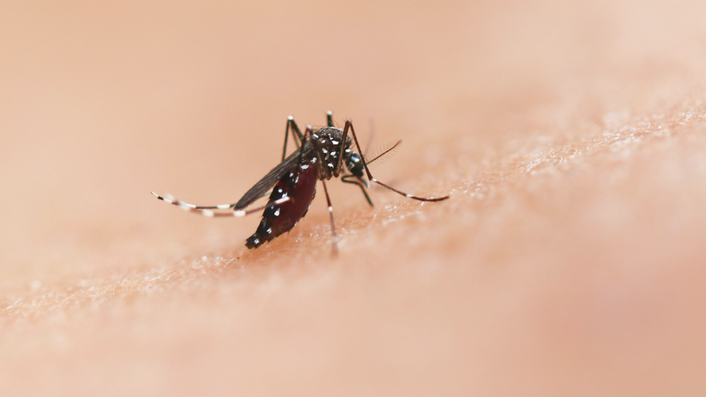 Andalucía mosquito surge puts homes on West Nile alert as 400 health agents are deployed