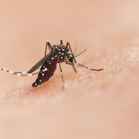 Mosquito landing on a person.