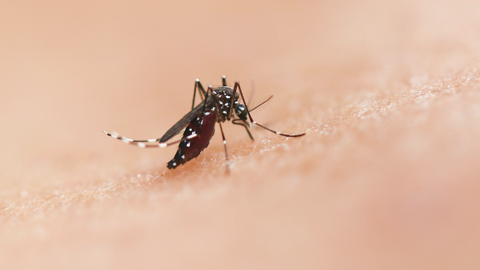 Mosquito landing on a person.