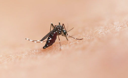 Mosquito landing on a person.
