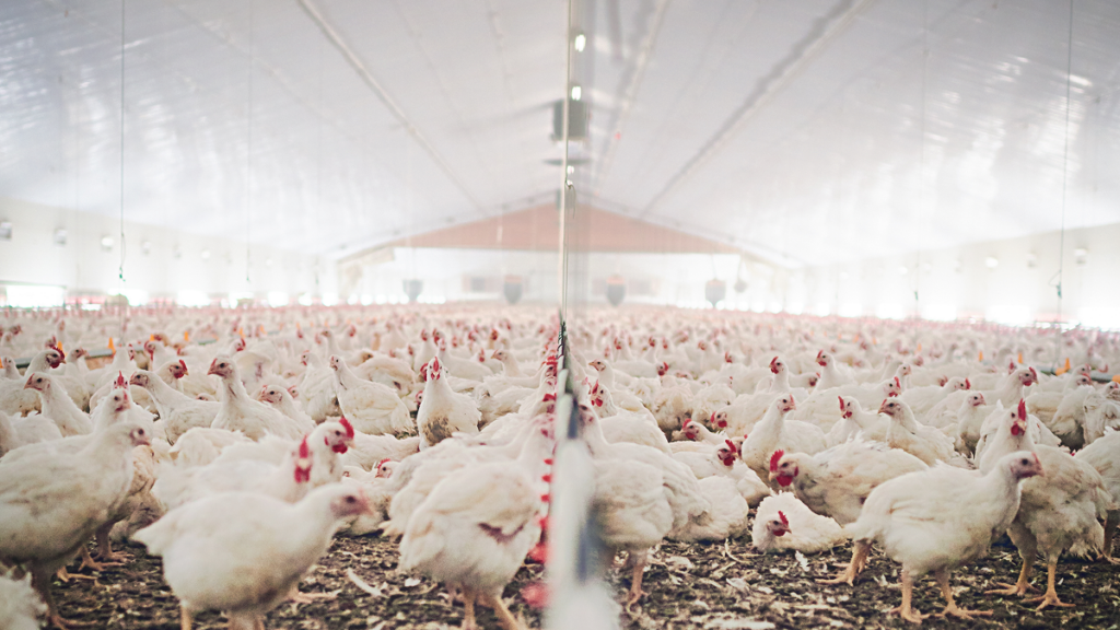 Hundreds of thousands of poultry deaths in France reveal Europe’s farming heat risk