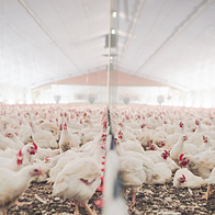 Hundreds of chickens in a barn or warehouse.