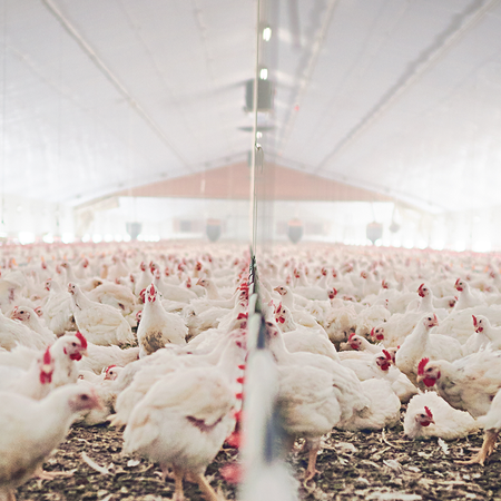 Hundreds of chickens in a barn or warehouse.