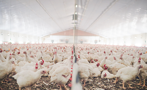 Hundreds of chickens in a barn or warehouse.