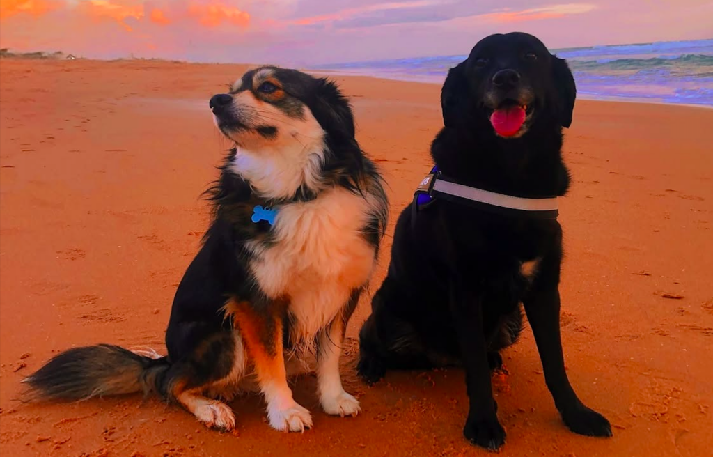 Spain has 15 million pets — But hundreds of thousands are still being abandoned each year