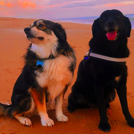 Two dogs sitting on a beach