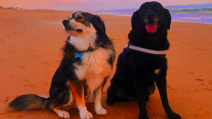 Two dogs sitting on a beach