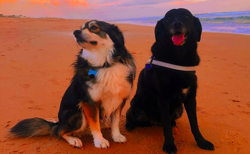 Two dogs sitting on a beach