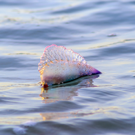 A man o' war floating in the ocean