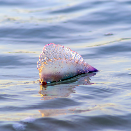 A man o' war floating in the ocean