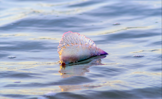 A man o' war floating in the ocean