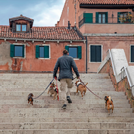 A man climbing some stairs with several dogs on leashes
