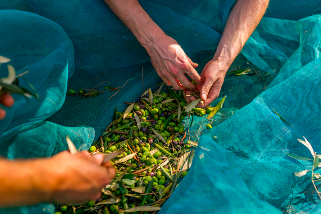 Why a video showing how to make olive oil is going viral as food prices rise
