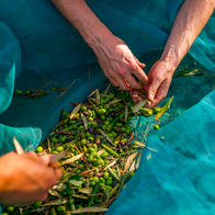 Hands collecting olives in a net from a harvest