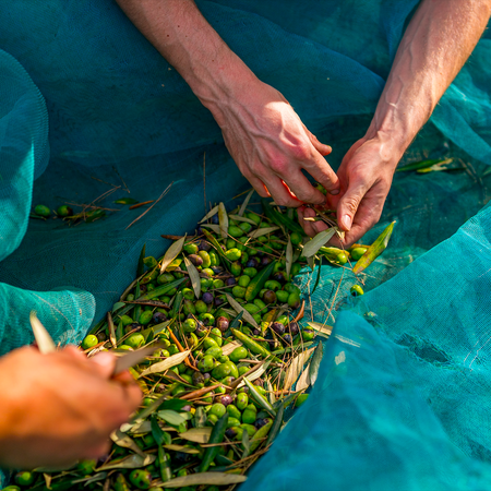 Hands collecting olives in a net from a harvest