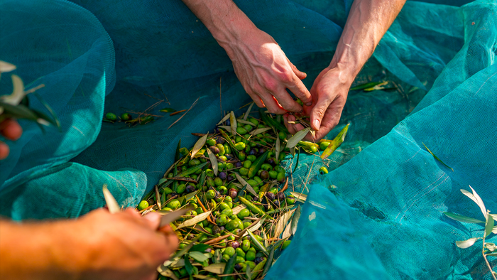 Hands collecting olives in a net from a harvest