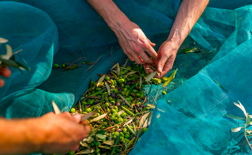 Hands collecting olives in a net from a harvest