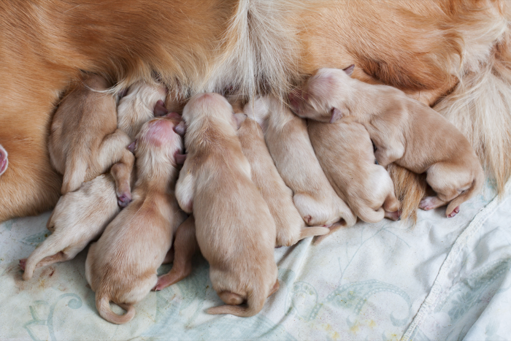 Shock in Spain as dozens of pets worth €145,000 stolen in major theft operation