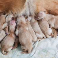 New born Golden Retriever puppies