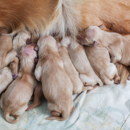 New born Golden Retriever puppies