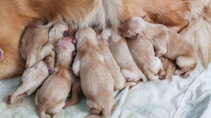 New born Golden Retriever puppies