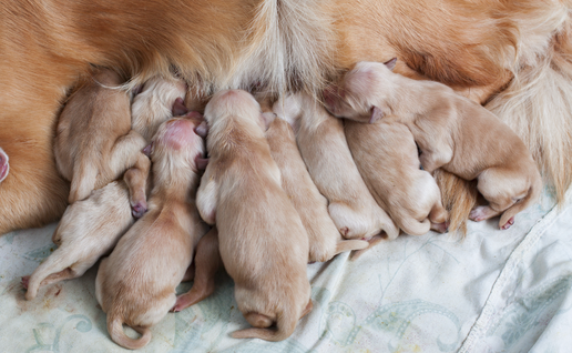 New born Golden Retriever puppies