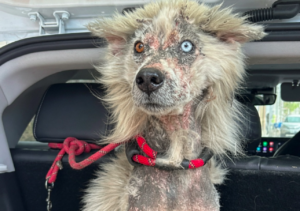 A border collie covered in mange 