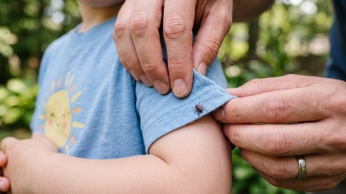 One tick bite in Spain can now trigger a high-risk health alert this summer