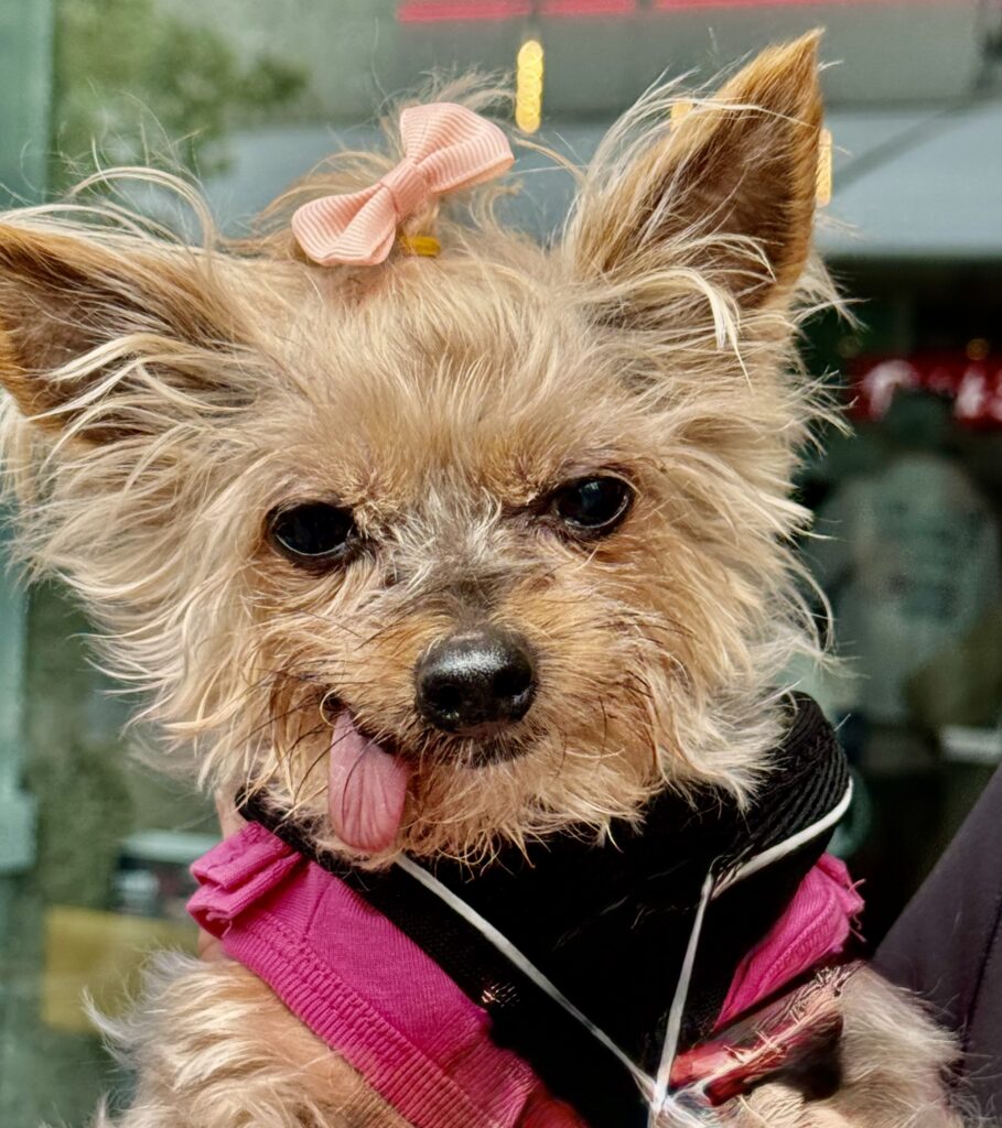 Enter Truffle’s world – pet-sitters delight in it!