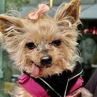 Meet Truffle: a Yorkie with a cheeky personality.