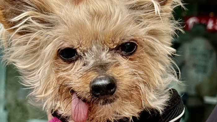 Meet Truffle: a Yorkie with a cheeky personality.