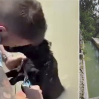 Dog rescued from drowning.
